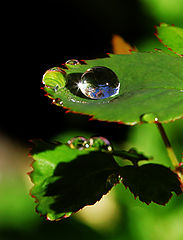 photo "Just a drop of water in an endless sea..."
