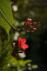 photo "***"
