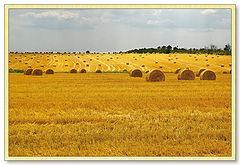 фото "Поле"