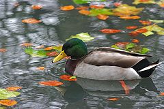 photo "The duck and the fall..."