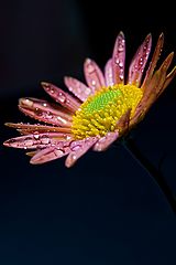 photo "Autumn flower"