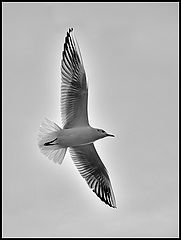 фото "Freedom"