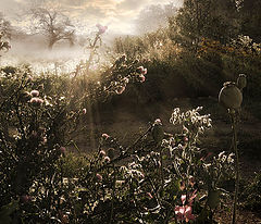 photo "***"