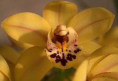 фото "Orchids #2"