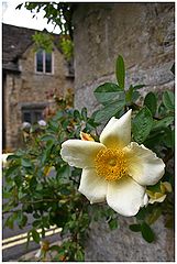 photo "White dogrose."