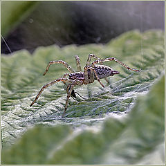 photo "Supper of the widow"