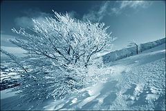 photo "***"