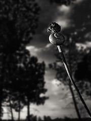 photo "The science of things"