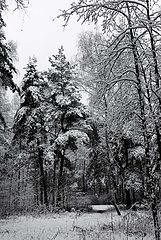 photo "first snow"