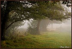 фото "dreamday"