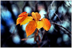 фото "есенни багри"