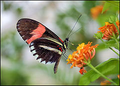 photo "Motyl#2"
