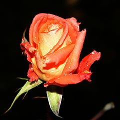 photo "***"