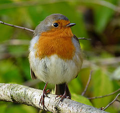 фото "Зарянка ( Erithacus rubecula)"