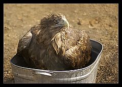 photo "Washing Day ...))"