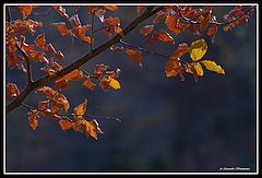 фото "autumn"