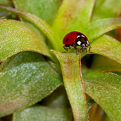 photo "tillandsia streptophylla (with ladybird)"