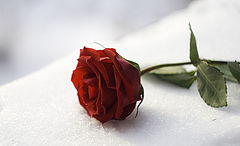 photo "***"