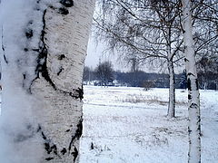 фото "Берези"