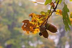 photo "***"