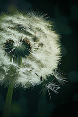 photo "***"