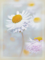 photo "***"