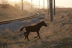 фото "Лихой жеребенок"