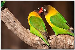 photo "And if it is love?"
