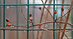photo "***"