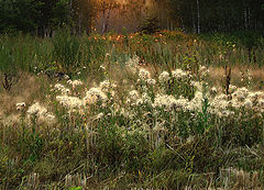 photo "***"