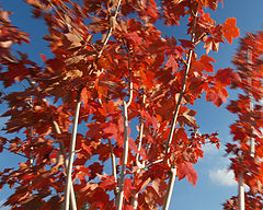 photo "Bluster in Blue and Copper"