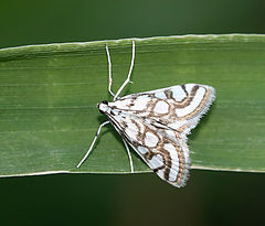 photo "morning, macro, butterfly, grass, insects"