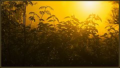 photo "Dark thickets of soul"