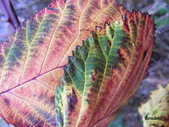 photo "Nature"