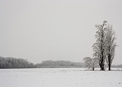 фото "Я, папа и мама"