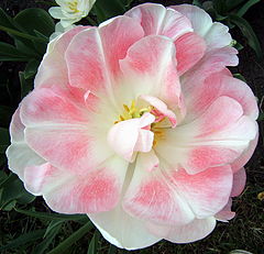 фото "Pink Flower"