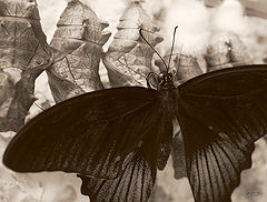 photo "***"