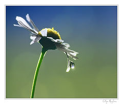 photo "***"