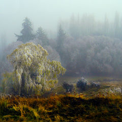 photo "Icy Tree NZ"