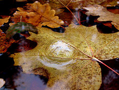 photo "***"