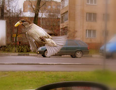 photo "***"