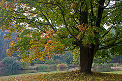 photo "***"