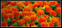 photo "Colors"