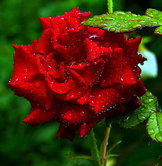 фото "Regal Rose"