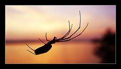 photo "On the evening hunt ..."