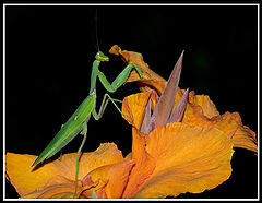 photo "***"