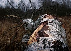 photo "Late autumn"