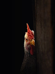 photo "The cheaper friend"