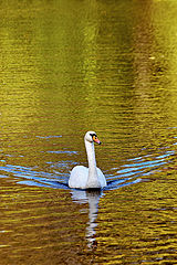 photo "I will draw the sky on gold..."