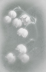 photo "***"